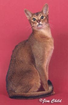 Diva's Simple Simon of Patspets